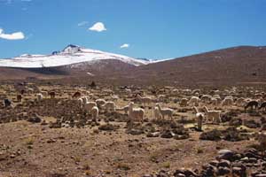 Troupeau d'alpagas sur les hauts plateaux (ici à 4500 mètres environ)