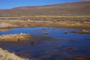 Oiseaux se plaisant dans ces marécages à haute altitude