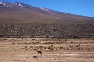 Voici deux vigognes le long de la voie ferrée reliant Arequipa à Juliaca